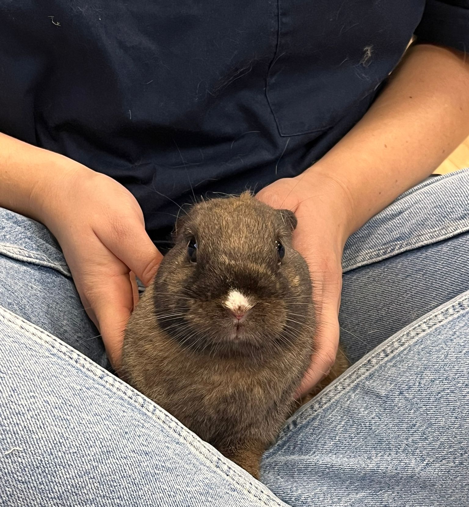 Ostéopathie sur un lapin